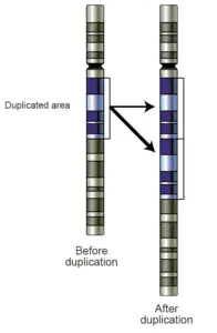 Gen duplikasyonu
