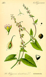 Polygonaceae
