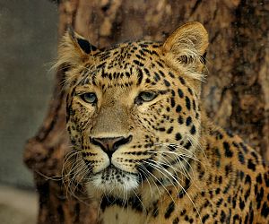 Japon leoparı