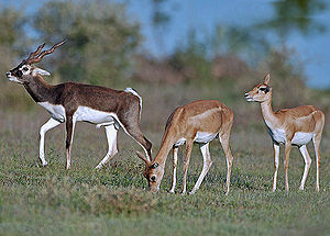 Kara antilop