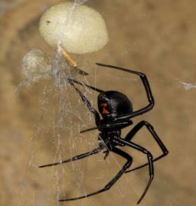 Kara örümcek