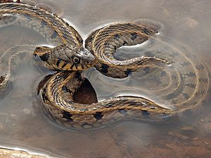 Küpeli yılan
