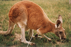 Kızıl kanguru