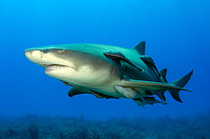 Limon köpekbalığı