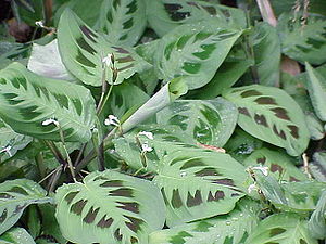 Marantaceae