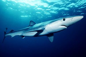 Mavi köpekbalığı