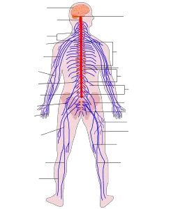 Merkezi sinir sistemi organları