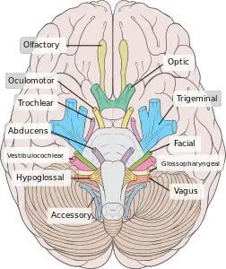 Nervus craniales