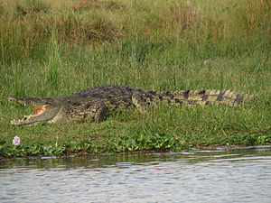 Nil krokodili