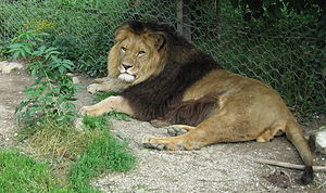 Panthera leo leo