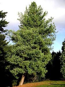 Pinus griffithii