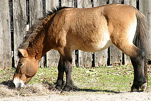 Prezerwalski yaban atı