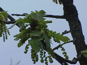 Quercus conferta