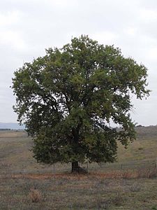 Quercus humilis