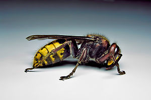 Sarıca (eşek arısı)