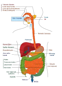 Sindirim sistemindeki organlar