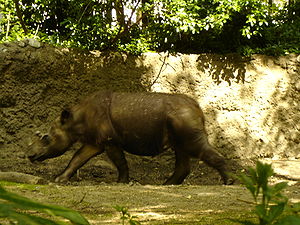 Sumatra gergedanı