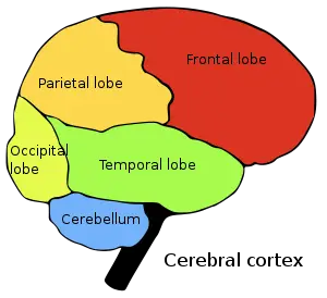 Temporal lob
