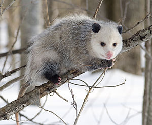 Virjinya opossumu