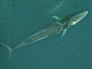 Çatalkuyruklu balina