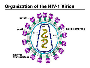 İnsan bağışıklık yetmezliği virüsü