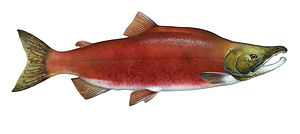 Pasifik som balığı