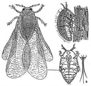 Phylloxera vastatrix