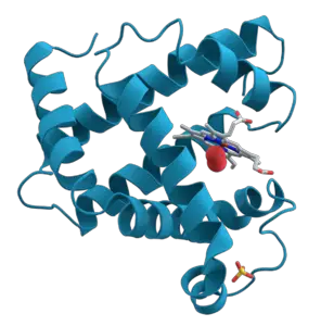 Protein ikincil yapısı