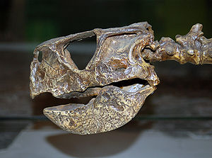 Protiguanodon