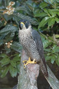 Falco pelegrinoides madens