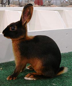 Tan tavşanı