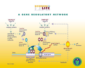 Gen düzenleyici ağ