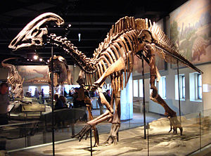 Hadrosaur