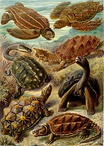 Hazar kaplumbağası