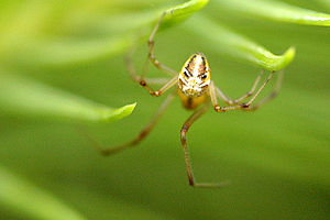 Theridion