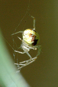 Theridion varians