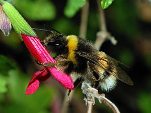 humble-bee