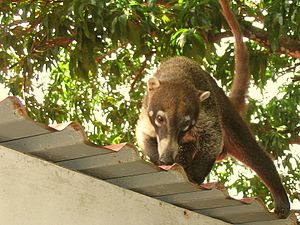 koati