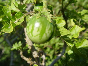 Solanum