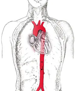 aort
