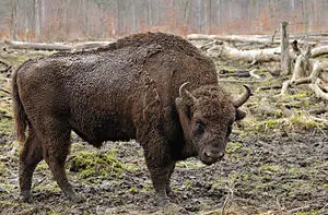avrupa bizonu