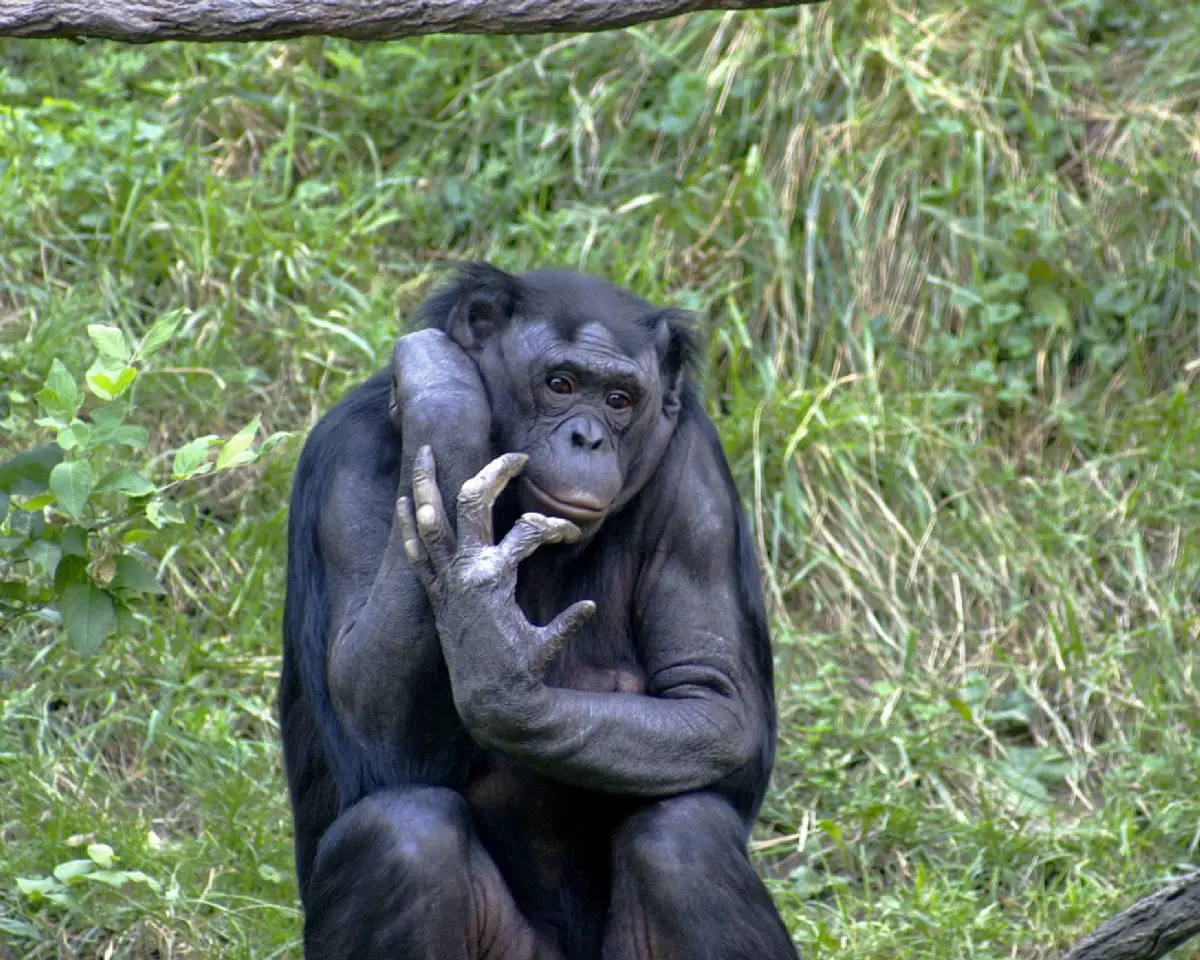 展示自己私人角色的年轻巨型雌性黑猩猩. 黑猩猩生殖系统. 猴 库存图片 - 图片 包括有 表面, 森林: 197011115